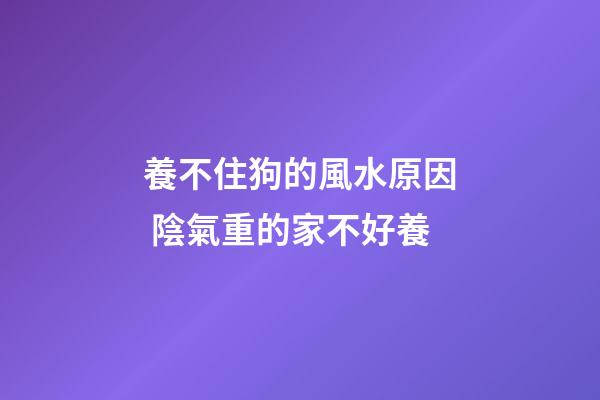 養不住狗的風水原因 陰氣重的家不好養